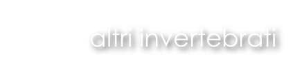 altri invertebrati
