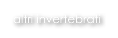 altri invertebrati